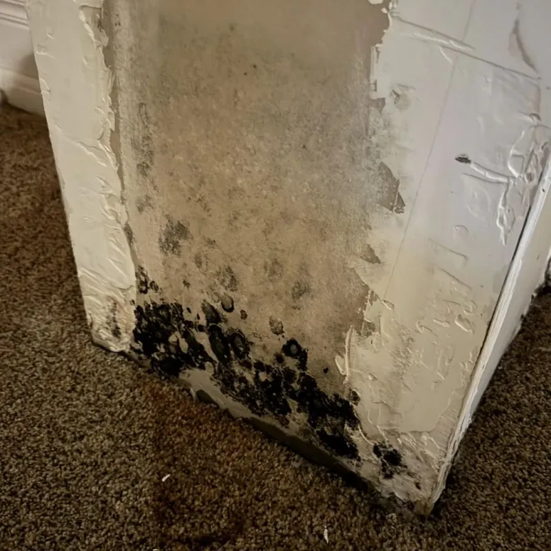 Professional Mold Removal in Panguitch, UT